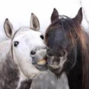 cinnamon-bun47 avatar