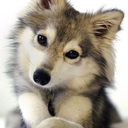 cinnamon-wolf avatar