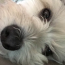 cinnamonrollhagrid avatar