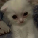 cinnamontoastcroonch avatar