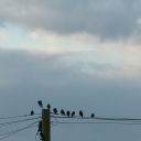 circe-and-the-wolf avatar