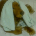 ciscandocinza avatar