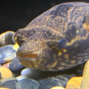 cit-wingsoffire avatar