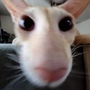 citruscomplex avatar