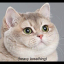 clara-the-capybara avatar