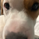 clarinetmushroom avatar