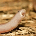 clarythedumpsterpuppy avatar