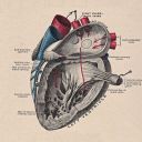 classics-by-night avatar