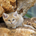 clodia-metelli avatar