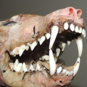 close-to-the-bone avatar