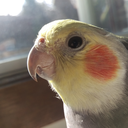 cockatiel-cutie avatar