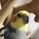 cockatiel-ml-blog avatar