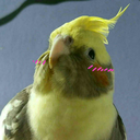 cockatielhaven avatar