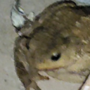 cockiestroach avatar