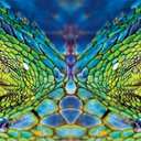 cocktailelder avatar