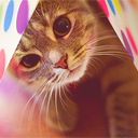 coconutkitties avatar