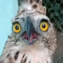 coconutpeopewe avatar