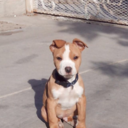 coedeverything avatar