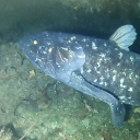 coelacanth-whispers avatar