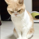 coffee-swimmer avatar