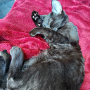 coffeestained-sketchbook avatar