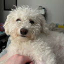 coffeestainedflowers avatar