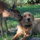 coffeewithawolf avatar