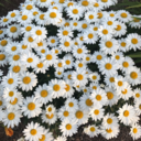 coffey-not-tea-blog avatar