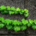 cohabitategreen avatar