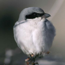 cokeworthshrike avatar