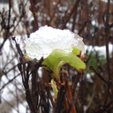 coldpapernightmare avatar