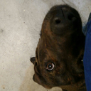 coldtacoengineer avatar