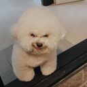 coleccionistadsentimiento avatar