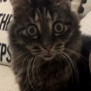 collaged-chapters avatar