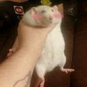 collapsologyarchive avatar