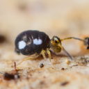 collemblogging avatar