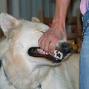 colonelpantysniffer avatar