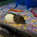 colorcitos-sideblog avatar