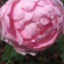 colourfulstudy avatar