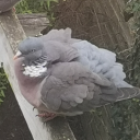 columbapalumbus avatar