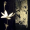 comfortfabricritual avatar