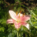 comfxrtablykai avatar