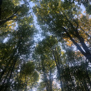 commedesfleurs avatar