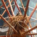 commodorepuddle avatar