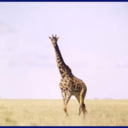 commongiraffe avatar