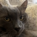 communityattempt avatar