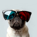 communitypug-blog-blog avatar