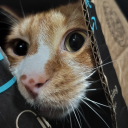 completelyriddledwithadhd avatar