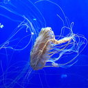 complimentsofthequeen avatar