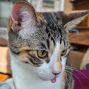 concealeddarkness13 avatar